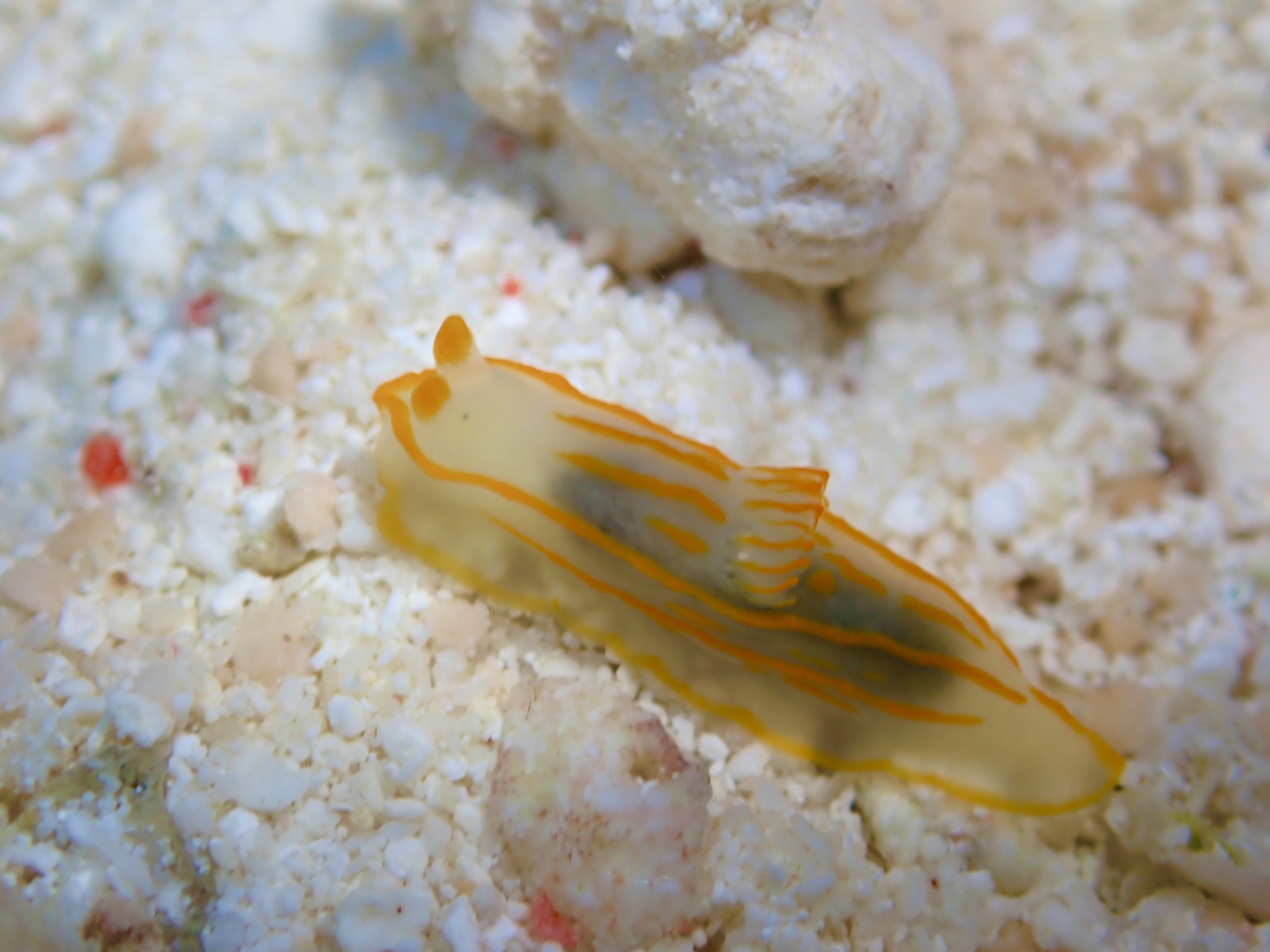 條紋裸海蛞蝓 (條紋食鰓海牛) Gymnodoris striata