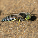 American Sand Wasp - Photo (c) John Sullivan, some rights reserved (CC BY-NC), uploaded by John Sullivan