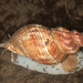 Common Whelk - Photo (c) licensed media from BioImages DwCA without owner, some rights reserved (CC BY-NC-SA)