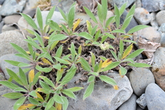 Phacelia leptosepala