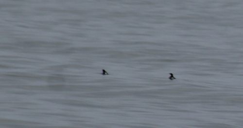Niederkalifornienalk (Synthliboramphus craveri)