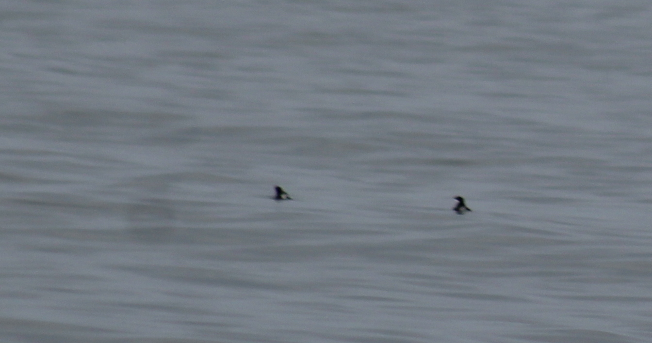 Craveri's Murrelet (Synthliboramphus craveri)
