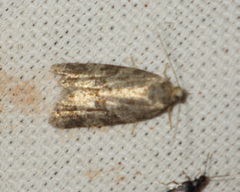 Cnephasia incertana