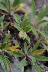 Phacelia leptosepala
