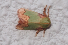 Parasa pastoralis