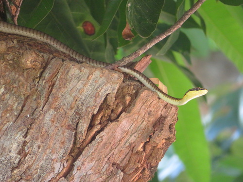 Northern Tree Snake sighting