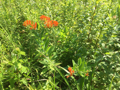 Asclepias tuberosa interior