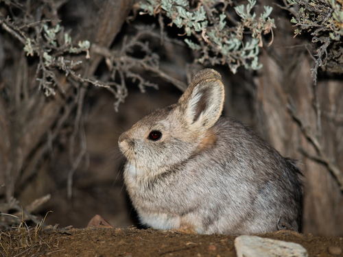 Pygmy Rabbit photographed in Montana