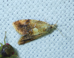 Pseudargyrotoza conwagana