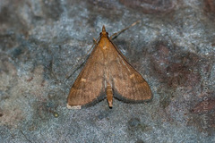 Dolicharthria punctalis