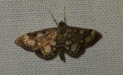 Anania coronata