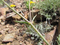 Silene verecunda