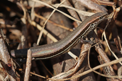 Strand Litter Skink photo 2