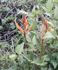 Erythrina leptorhiza