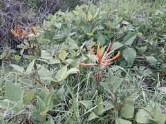 Erythrina leptorhiza