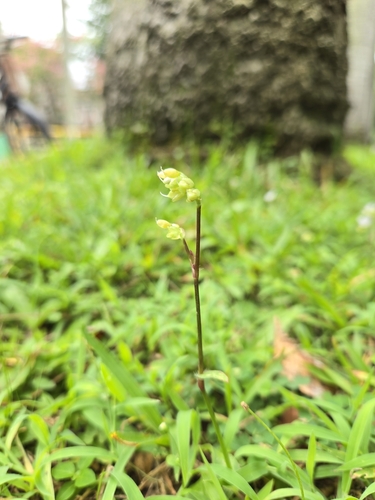 Murdannia loriformis (Murdannia loriformis)