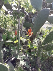 Erythrina leptorhiza