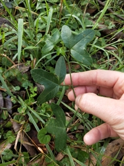 Passiflora cinnabarina