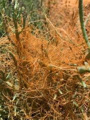 Cuscuta pacifica