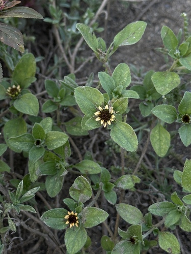 Image of Sanvitalia ocymoides by (c) Andrea Villarreal Rodríguez, some rights reserved (CC BY)
