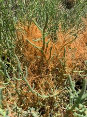 Cuscuta pacifica