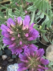 Astragalus laxmannii robustior