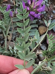 Astragalus laxmannii robustior