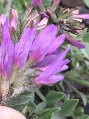 Astragalus laxmannii robustior