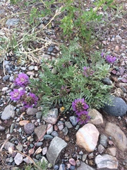 Astragalus laxmannii robustior