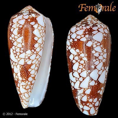 Omaria Cone