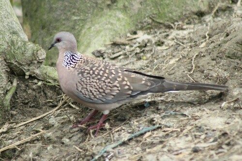 Spotted Dove