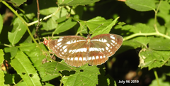 Neptis pryeri