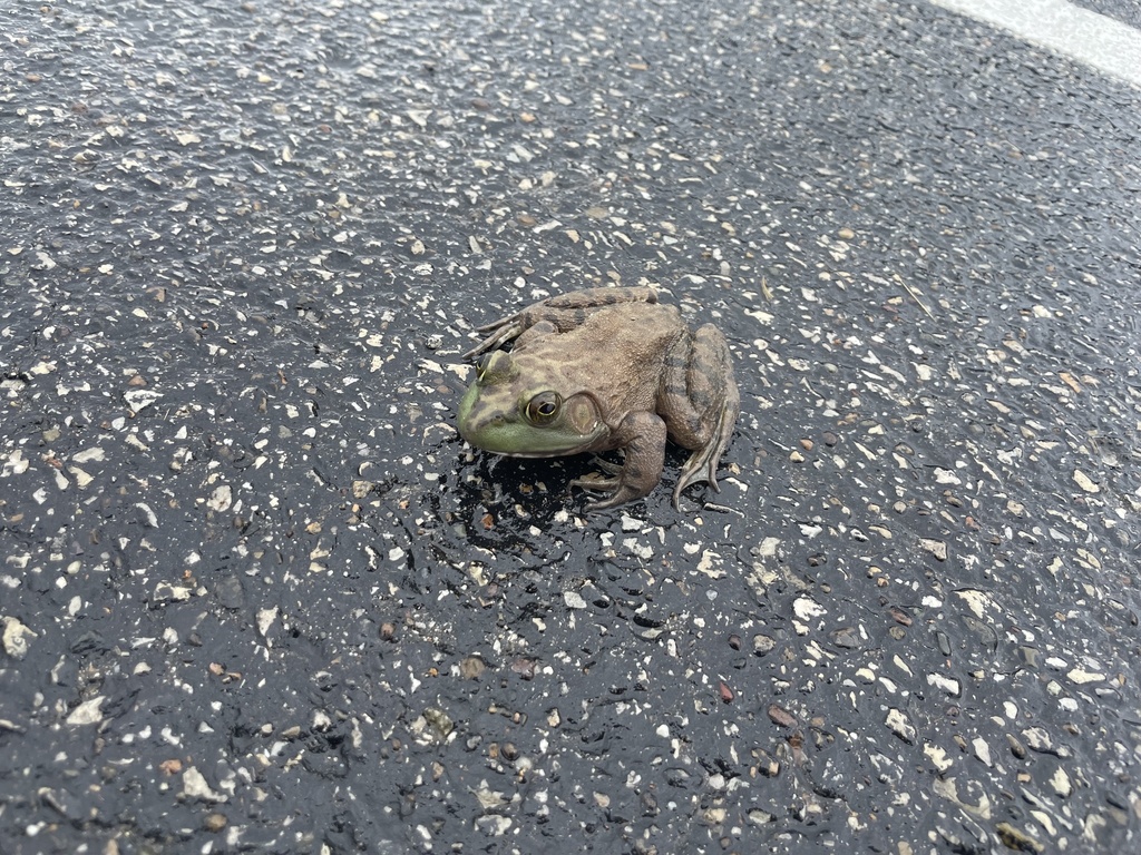 American Bullfrog from L&N Federal Credit Union Stadium, Louisville, KY ...