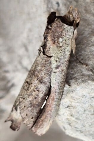 Bardaxima donatian