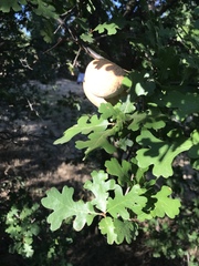 Quercus lobata