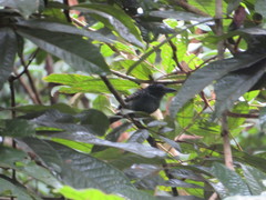 Cymbilaimus lineatus