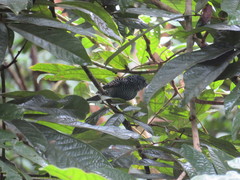 Cymbilaimus lineatus