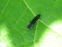 Agrilus bilineatus