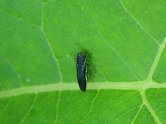 Agrilus bilineatus