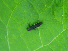 Agrilus bilineatus