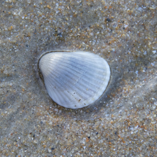 Anadara pilula