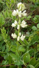 Lupinus nootkatensis