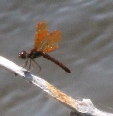 Perithemis tenera