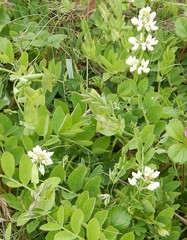 Lupinus nootkatensis