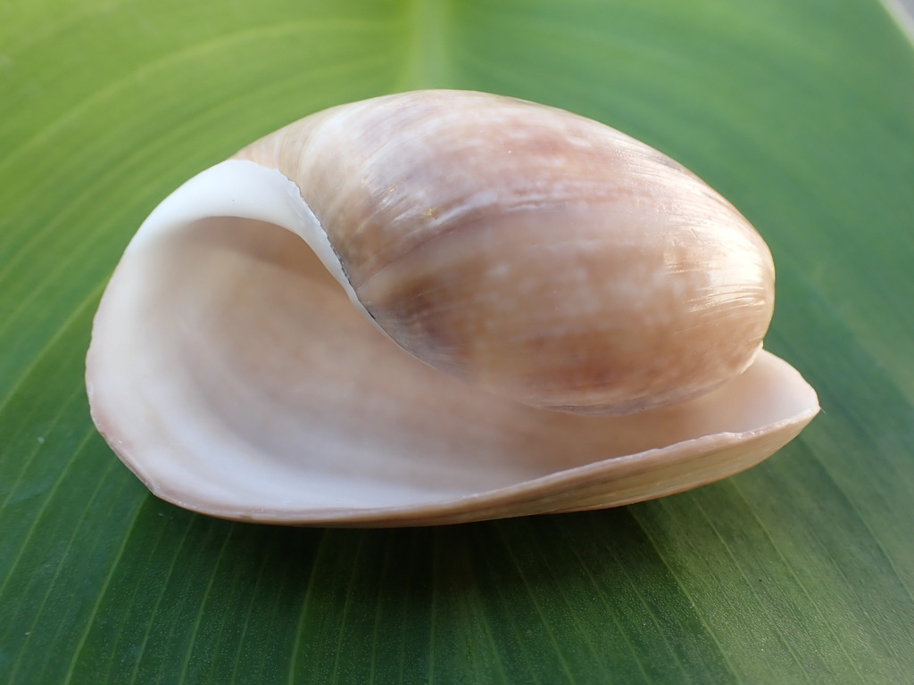 Brown bubble shell in October 2024 by kangalf · iNaturalist