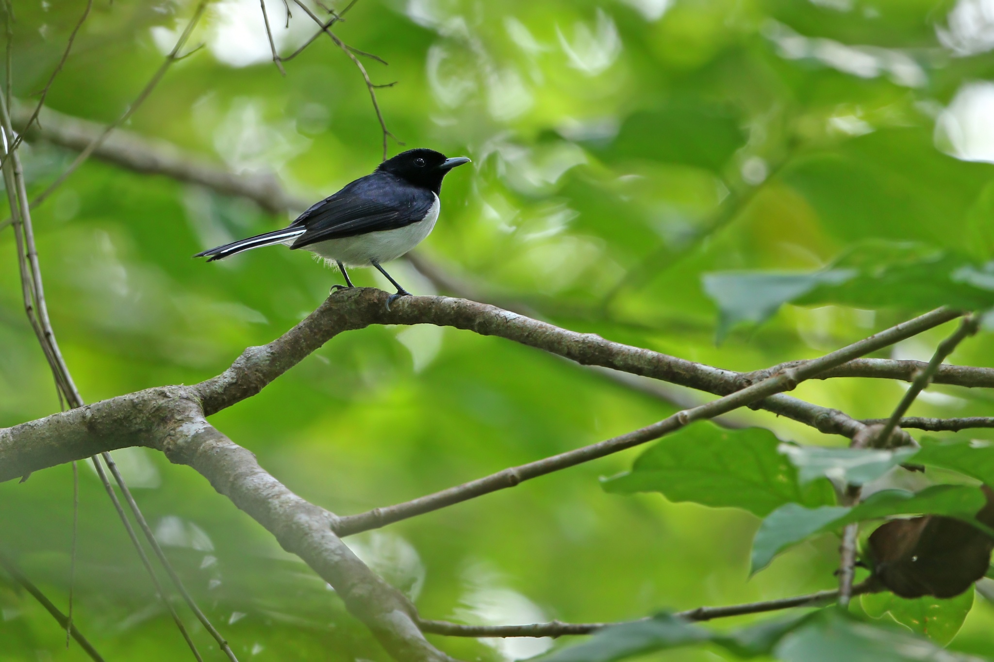 Kai Monarch (Symposiachrus leucurus), photo 3