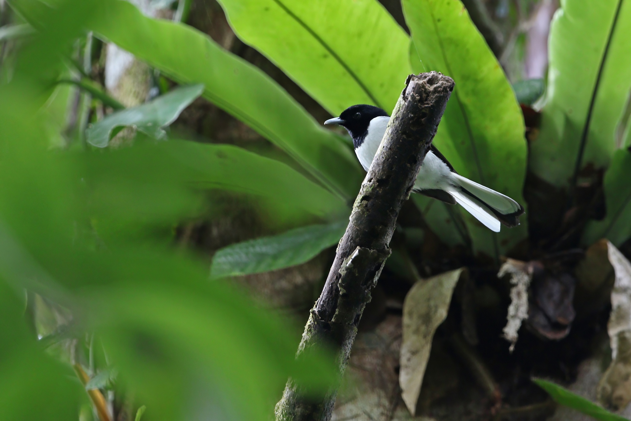 Kai Monarch (Symposiachrus leucurus), photo 8
