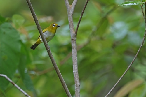 Kai Besar White-eye (Zosterops grayi), photo 2