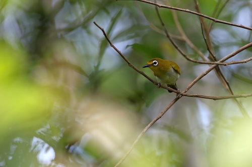Kai Besar White-eye (Zosterops grayi), photo 4