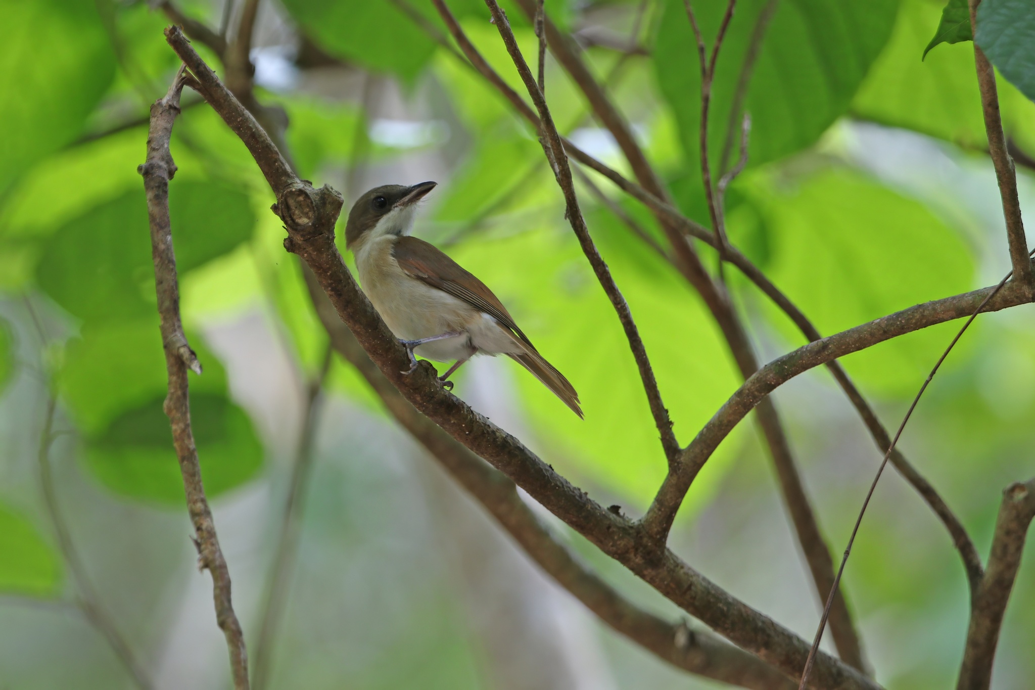 Island Whistler (Pachycephala phaionota), photo 2
